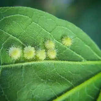 Celticecis capsularis