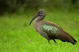 Hadada-ibis