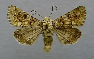 Hadena irregularis Oorsilene-uil