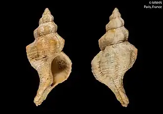 Hadriania craticulata