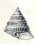 Hadroconus altus