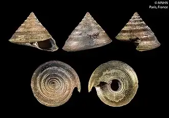 Hadroconus grandiosus