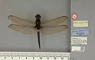Hadrothemis camarensis