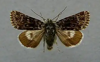 Anarta melanopa