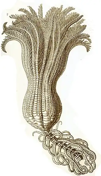 Endoxocrinus maclearanus