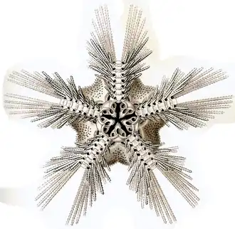 Macrophiothrix capillaris