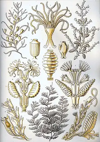 Sertularia