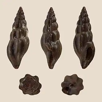 Haedropleura septangularis