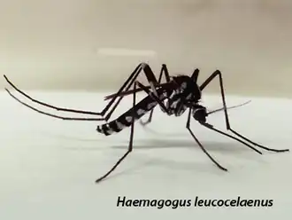 Haemagogus leucocelaenus