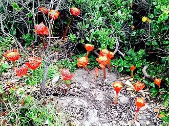 Haemanthus coccineus
