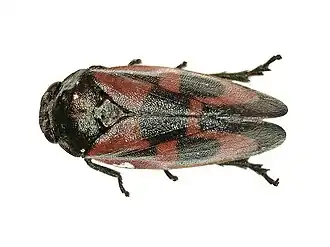 Haematoloma dorsatum
