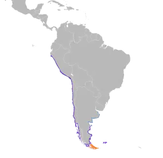 Zuid-Amerikaanse zwarte scholekster