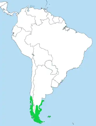 Magelhaenscholekster