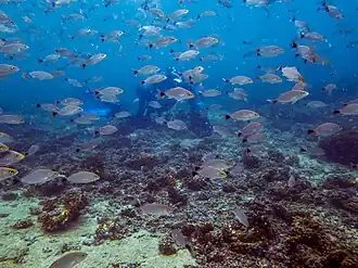 Haemulon maculicauda