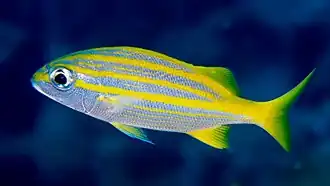 Haemulon squamipinna