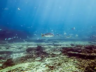 Haemulon steindachneri