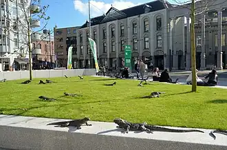 Hagedissen Kleine-Gartmanplantsoen, kort na herplaatsing; mei 2021.