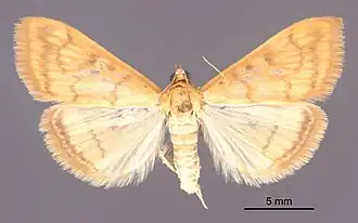 Hahncappsia coloradensis