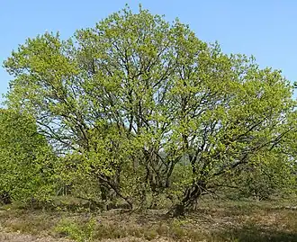 Oude hakhoutstoof van wintereik