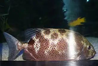 Epinephelus analogus