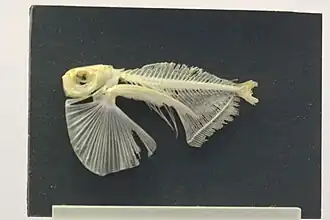 Een enigszins beschadigd skelet van de gestippelde bijlzalm, met de grote borstvinnen