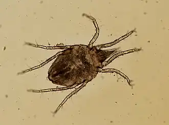 Halacarellus balticus