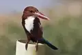 De Engelstalige naam is white-throated kingfisher