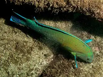 Halichoeres brasiliensis