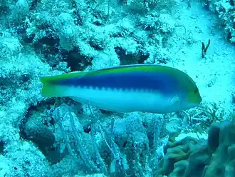 Halichoeres cyanocephalus