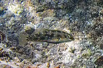 Halichoeres miniatus