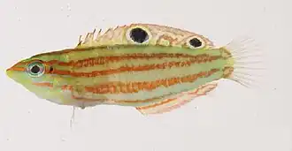 Halichoeres ornatissimus