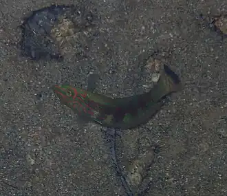 Halichoeres papilionaceus