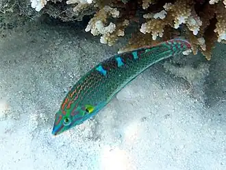 Halichoeres vrolikii