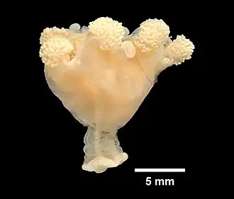 Haliclystus auricula
