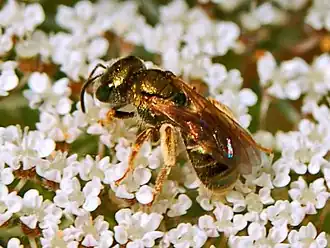 Halictus gemmeus