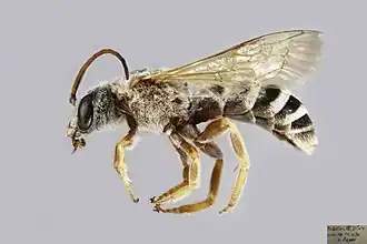 Halictus brunnescens