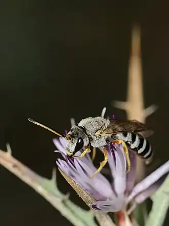 Halictus resurgens
