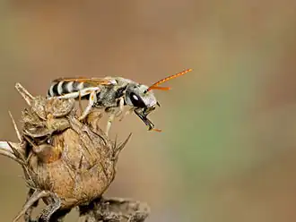 Halictus tetrazonianellus