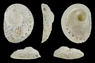 Haliotis pulcherrima