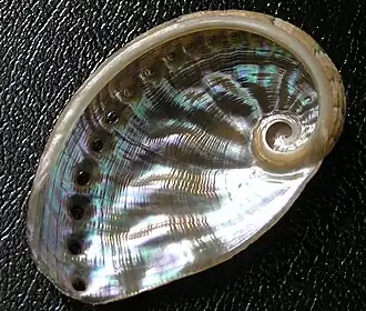 Haliotis semiplicata