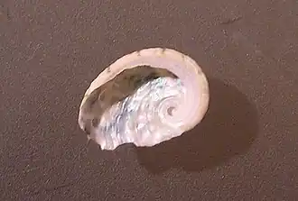 Haliotis unilateralis