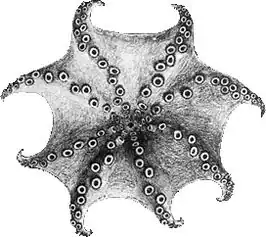 Haliphron atlanticus