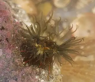 Groene golfbrekeranemoon