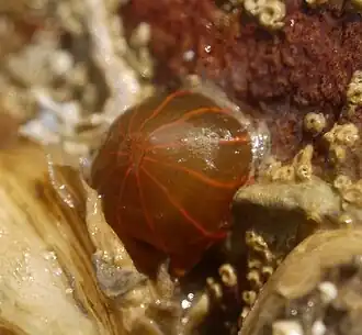 Groene golfbrekeranemoon