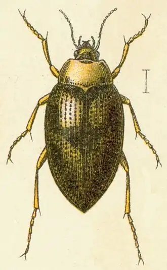 Haliplus fluviatilis