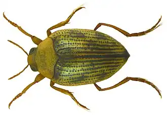 Haliplus ruficollis