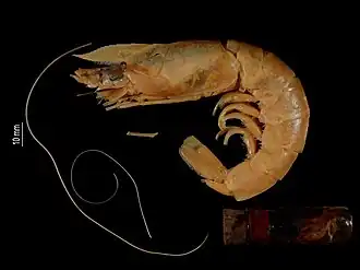 Hymenopenaeus triarthrus