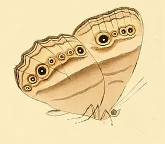 Hallelesis halyma