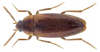Hallomenus binotatus