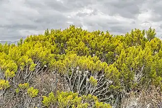 Halocarpus bidwillii